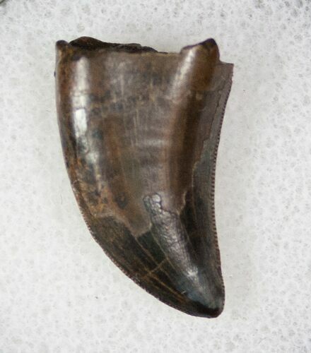Juvenile T-Rex Tooth - Montana #13049